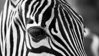 zebra detail